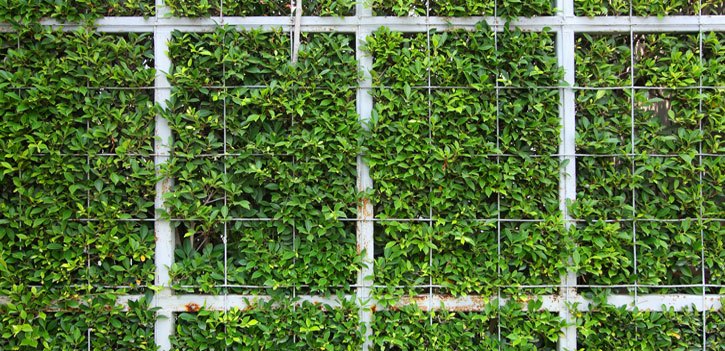 english ivy on fence